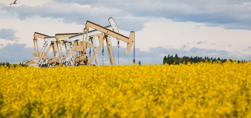 A field of yellow flowers in the foreground with five pumpjacks operating.