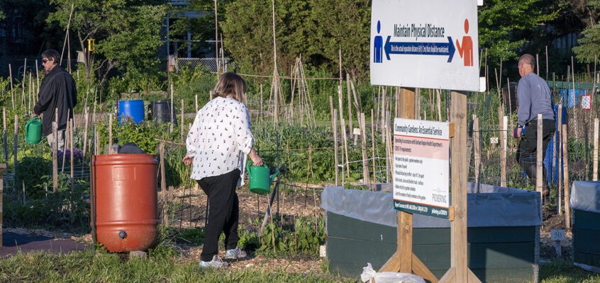 A prescription for health: City vegetable gardens produce more than just food