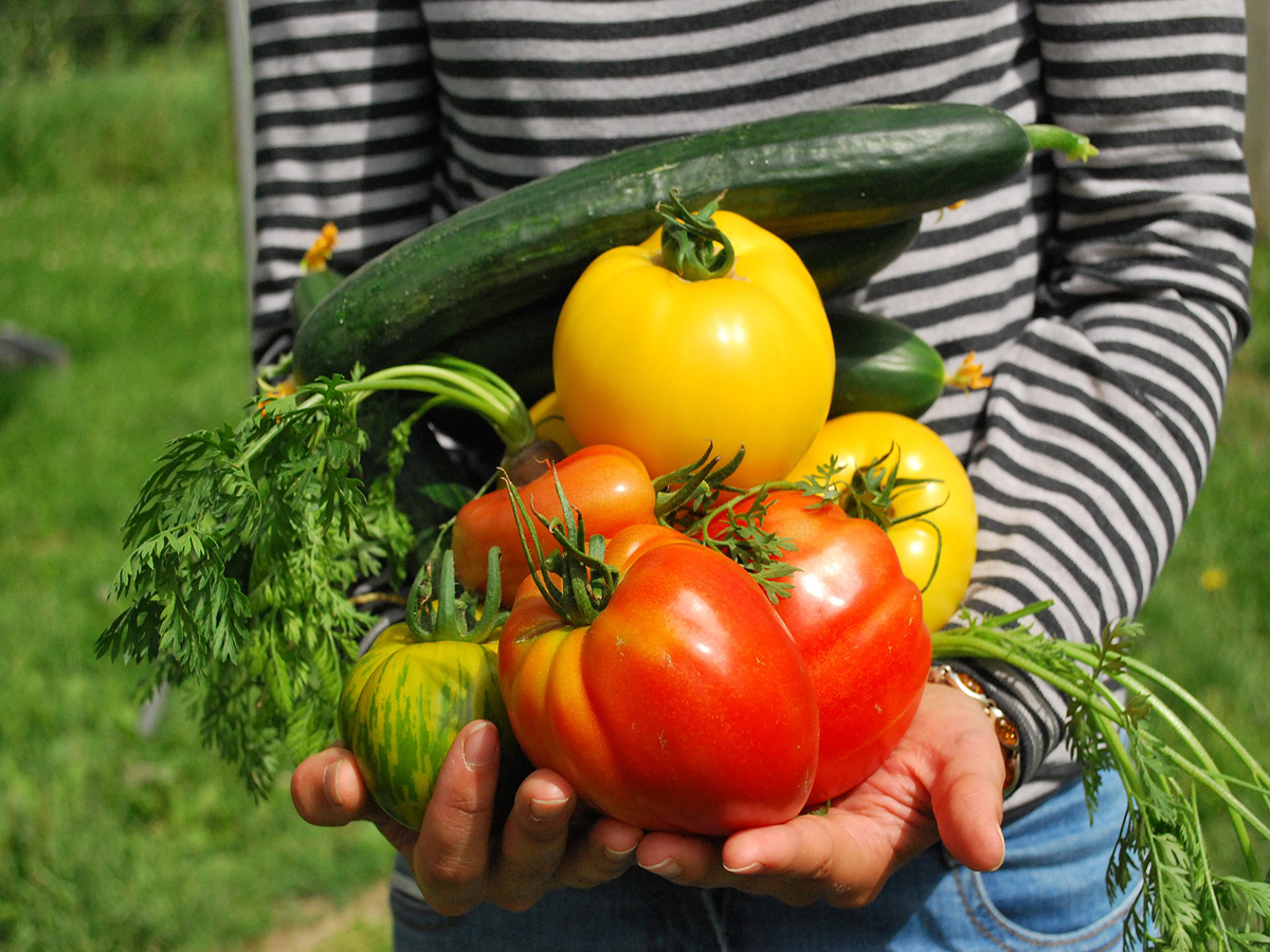 Cropped image of person in striped shirt with hands laden with tomatoes, cucumber and other vegetables.