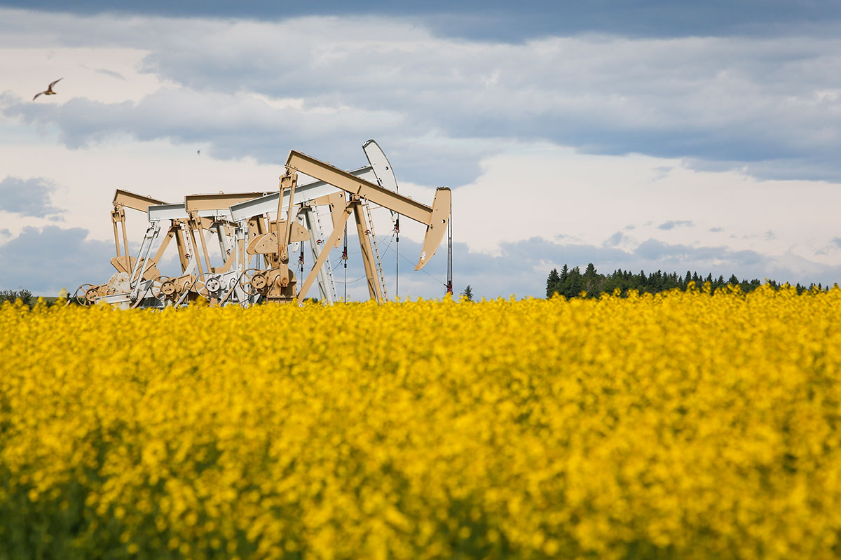 A field of yellow flowers in the foreground with five pumpjacks operating.