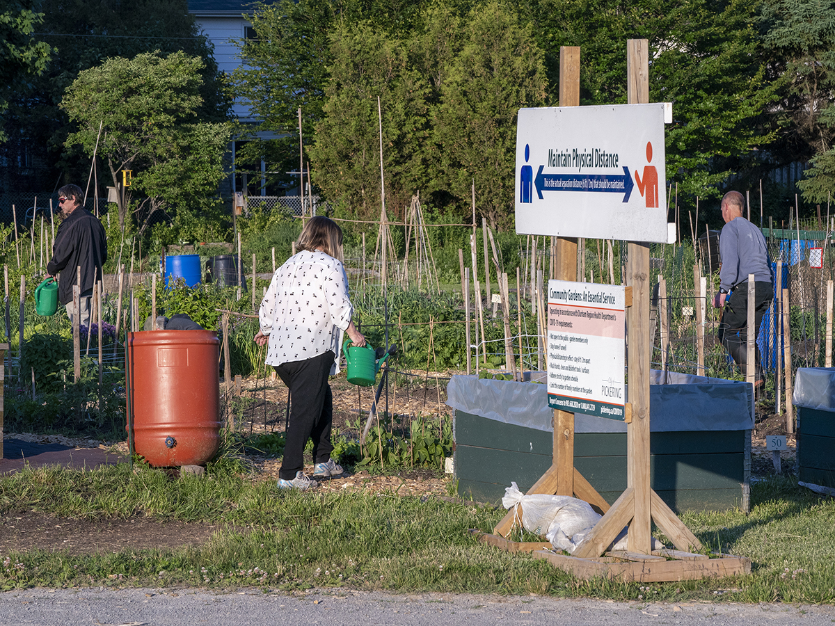A prescription for health: City vegetable gardens produce more than just food