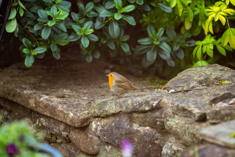 A small chubby bird with an orange breast standing on a stone ledge in a garden